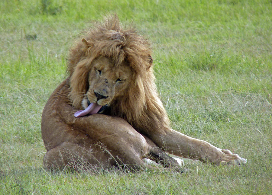 Lion Preening Photograph by Tony Murtagh