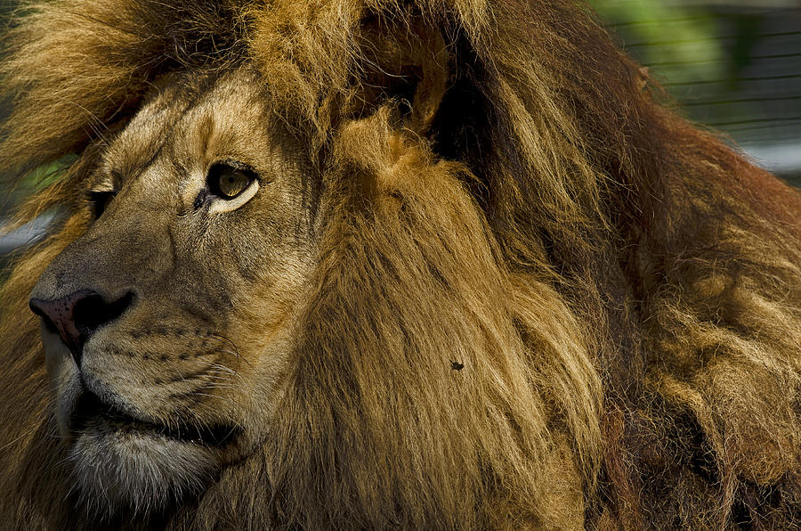 Lion Profile Photograph by JT Lewis