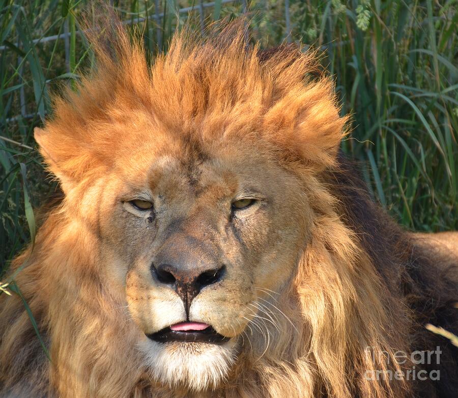 Lion Photograph by Randy J Heath