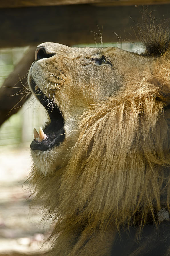 Lion Roar Photograph by JT Lewis
