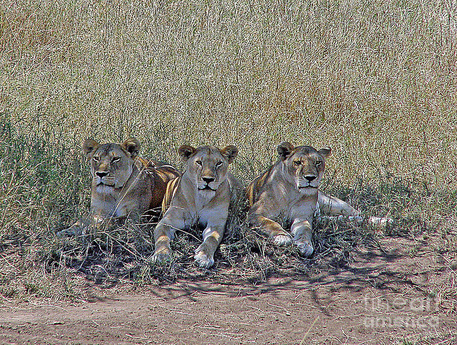 Lion Sisters Photograph by Louise Peardon