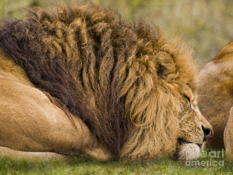 Lion sleeping Photograph by Steev Stamford