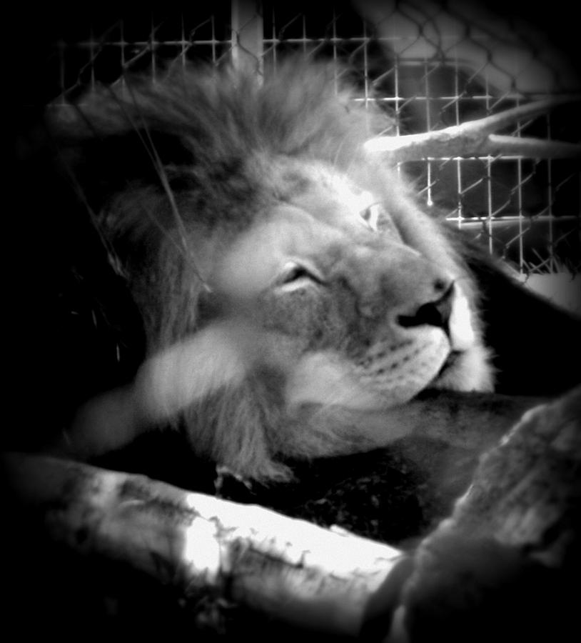 Lion Sleeps Tonight Photograph by Amanda Eberly