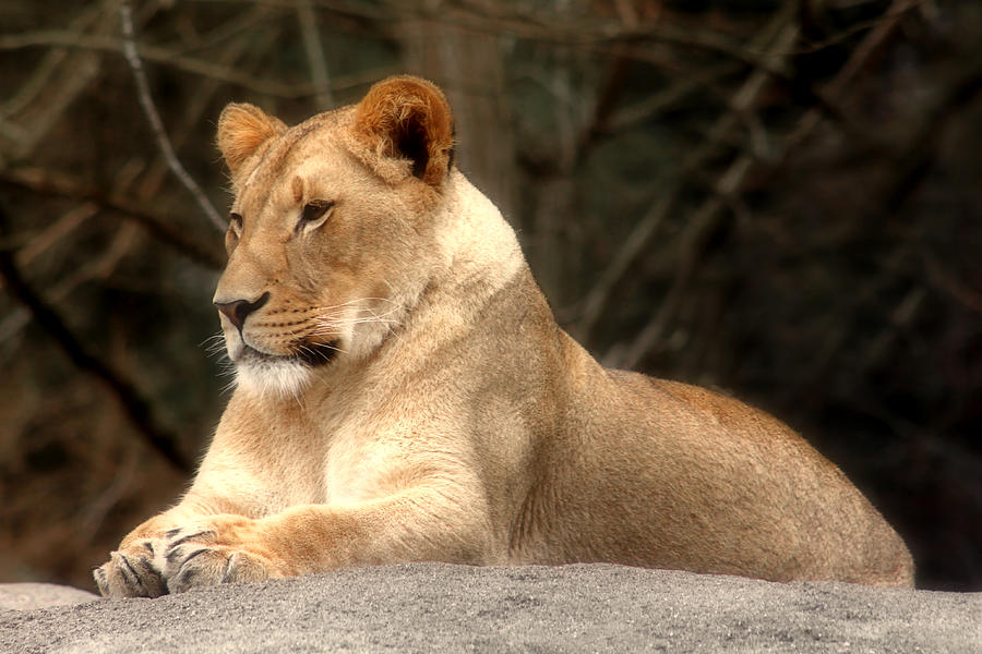 Lioness - Queen of the Jungle Photograph by Tracie Schiebel