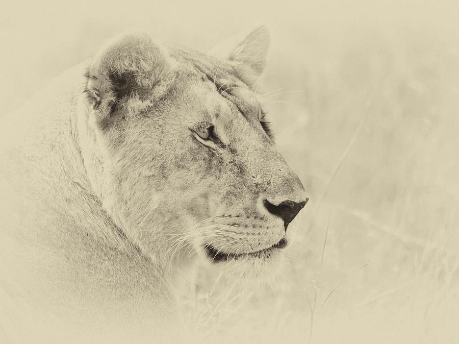 Lion Photograph - Lioness 2 sepia by Richard Matthews
