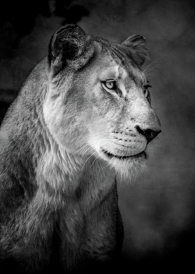 Lioness Photograph by Animus Photography - Fine Art America