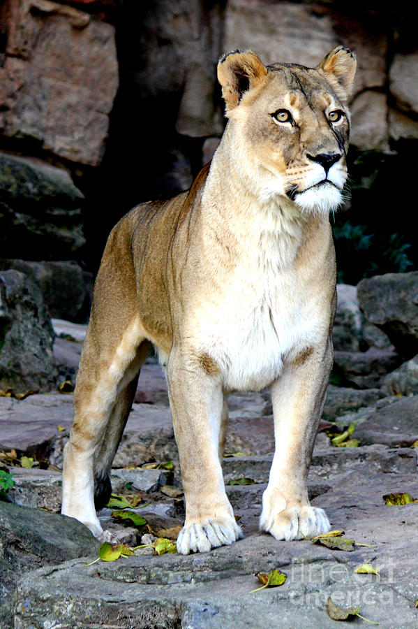 Lioness At Attention Photograph by Kathy  White