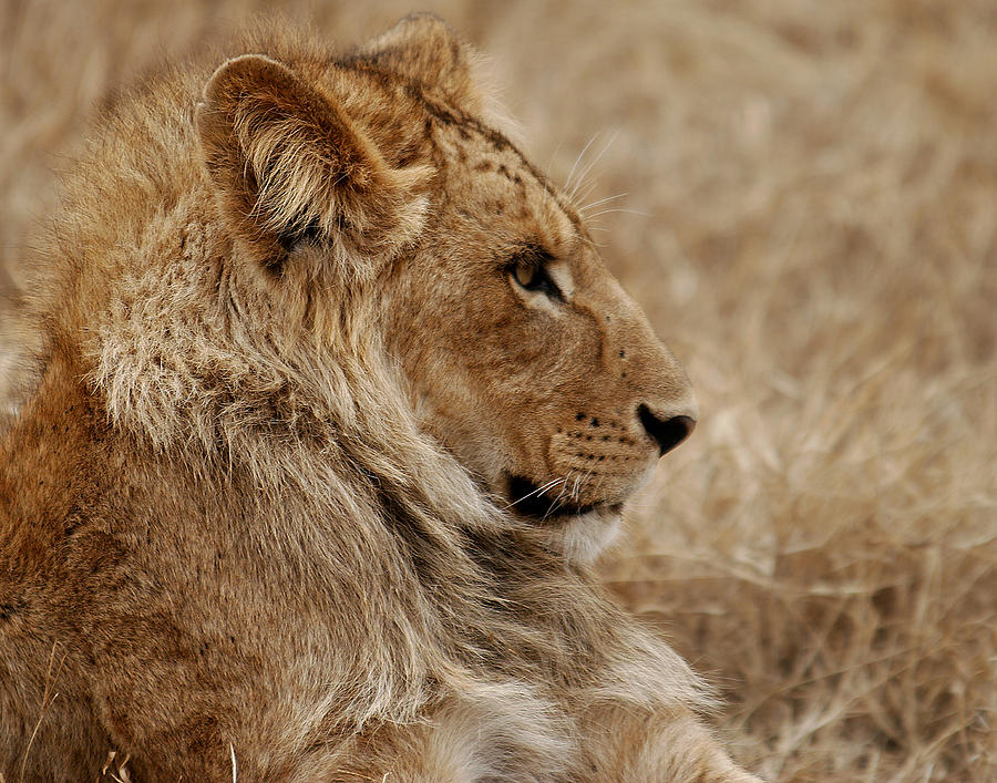 Lioness Photograph by C Ribet