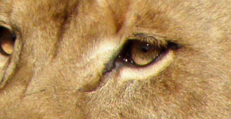 Lioness Eyes Photograph by Kim Galluzzo Wozniak