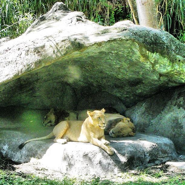 Lion Photograph - Lioness In Her Den by Jessica Daubenmire