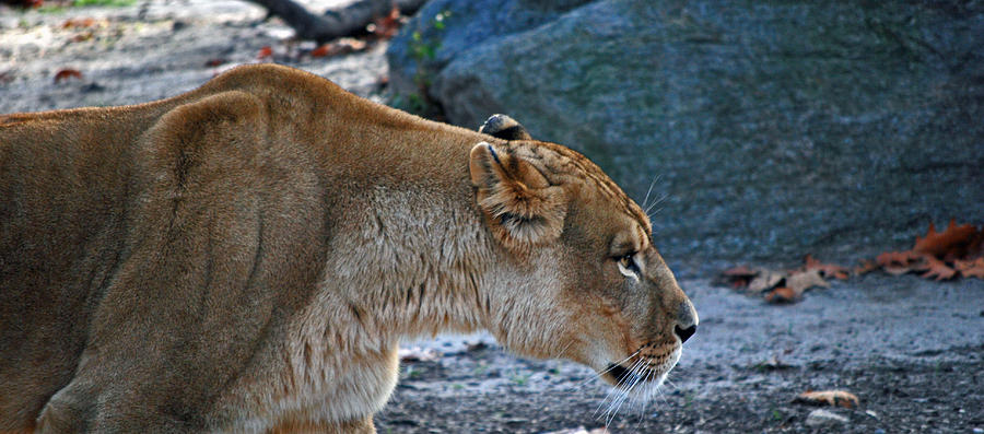 Animal Photograph - Lioness by Michelle Cruz