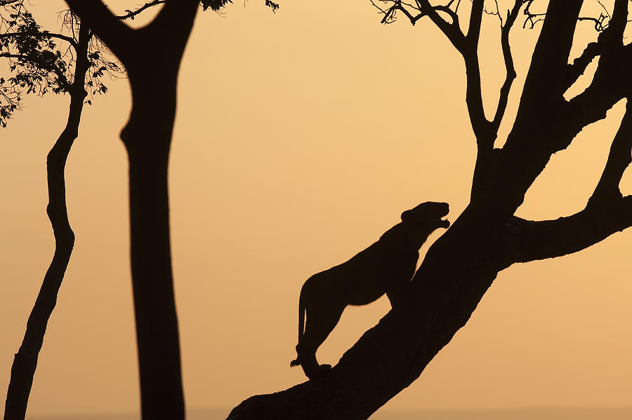 Lioness On A Tree At Dawn - Silhouette Photograph by Anup Shah
