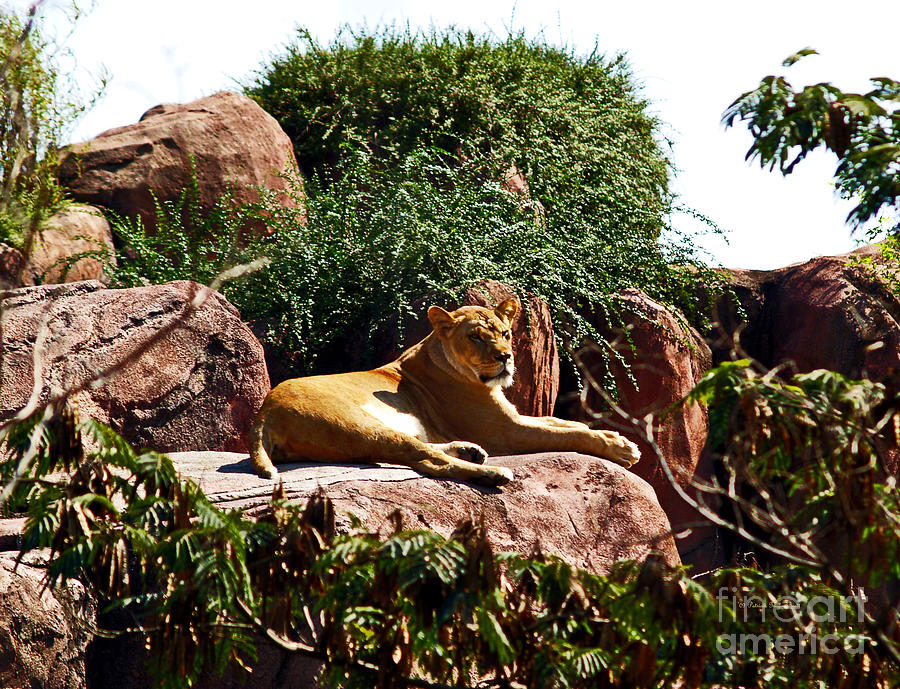 Tree Photograph - Lioness by Patricia Griffin Brett