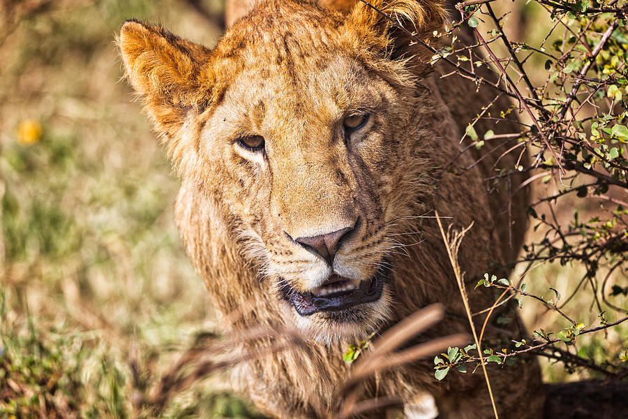 Lioness Photograph by Perla Copernik