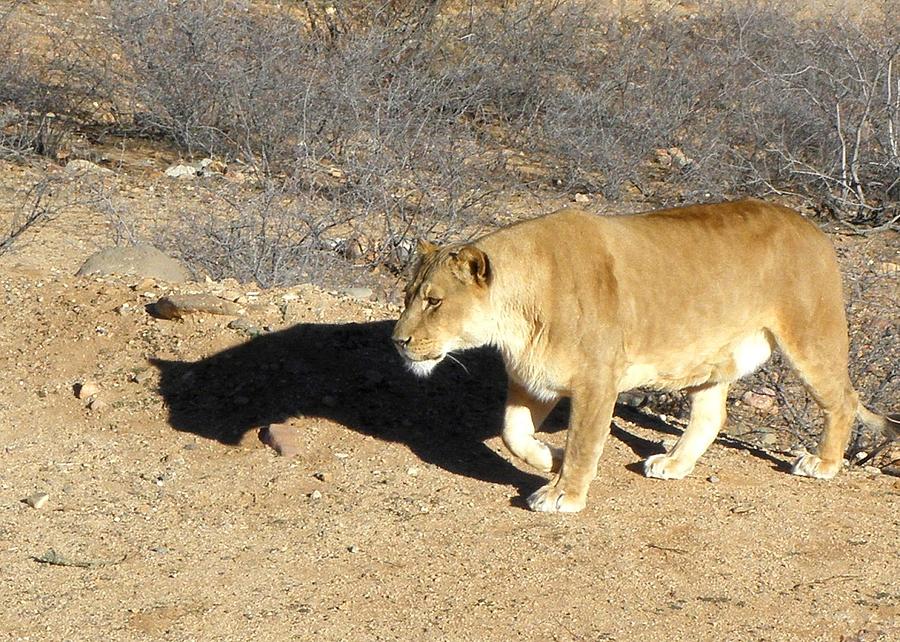 Lioness prowl Photograph by Kim Galluzzo Wozniak