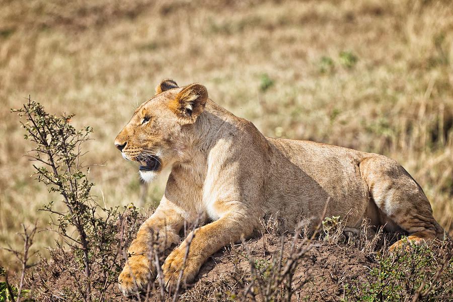 Lioness Relaxing Photograph by Perla Copernik