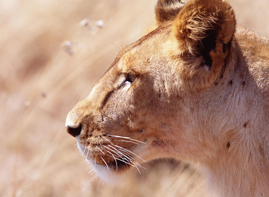 Lion Photograph - Lioness Staring Intently At Passing by Axiom Photographic