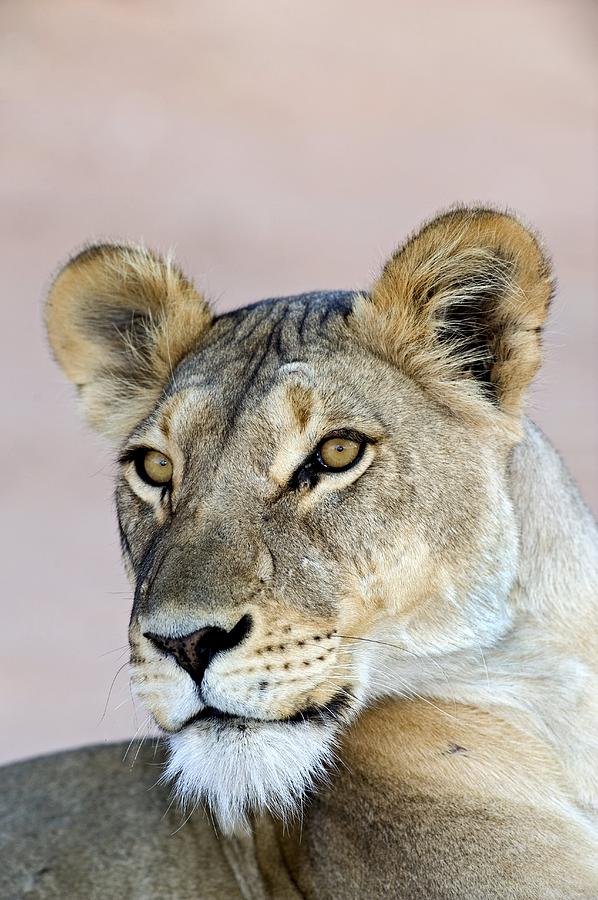 Lioness Photograph By Tony Camacho Pixels