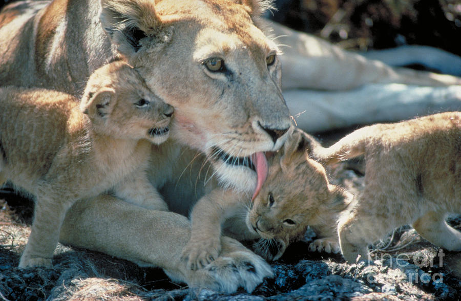 Lioness With Cubs Photograph by Gregory G. Dimijian