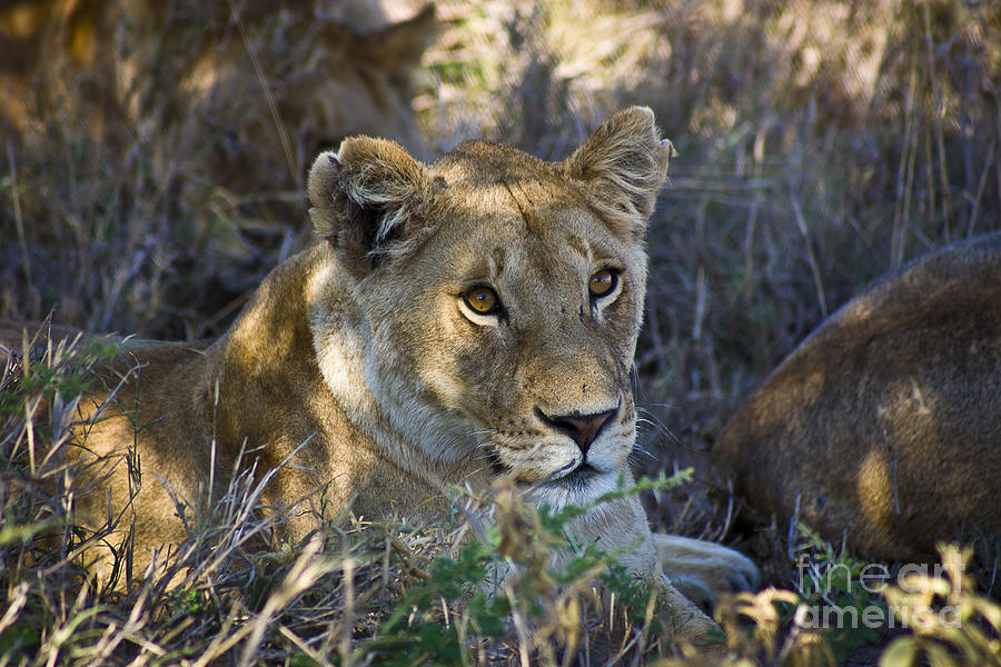 Lioness with Pride in Shade Photograph by Darcy Michaelchuk