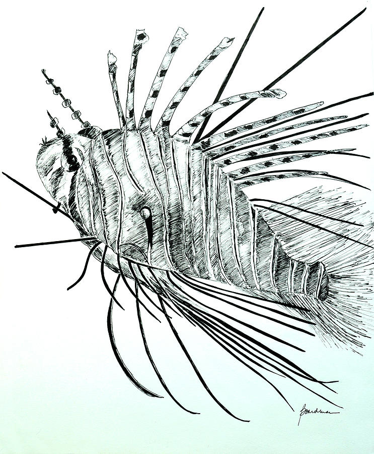 Lionfish 2 Drawing by Lynda Boardman