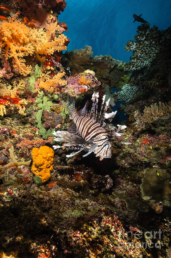 Fish Photograph - Lionfish, Fiji by Todd Winner