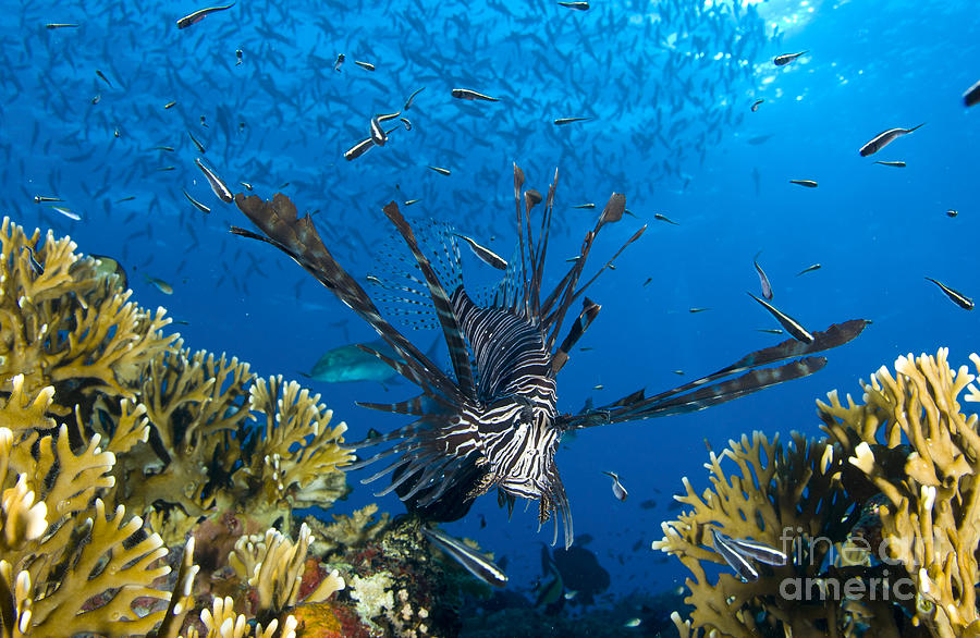 Lionfish Foraging Amongst Corals Photograph by Steve Jones