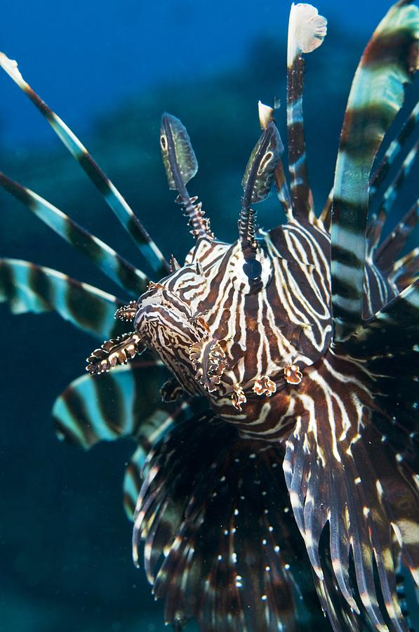 Fish Photograph - Lionfish by Louise Murray