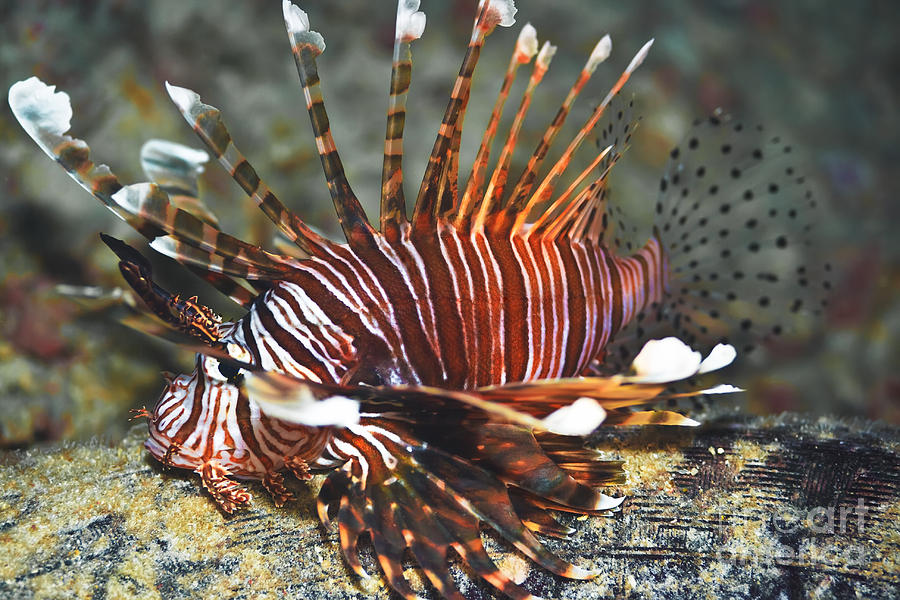 Lionfish Photograph by MotHaiBaPhoto Prints - Fine Art America