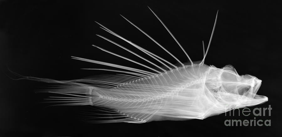 Lionfish X-ray Photograph by Ted Kinsman