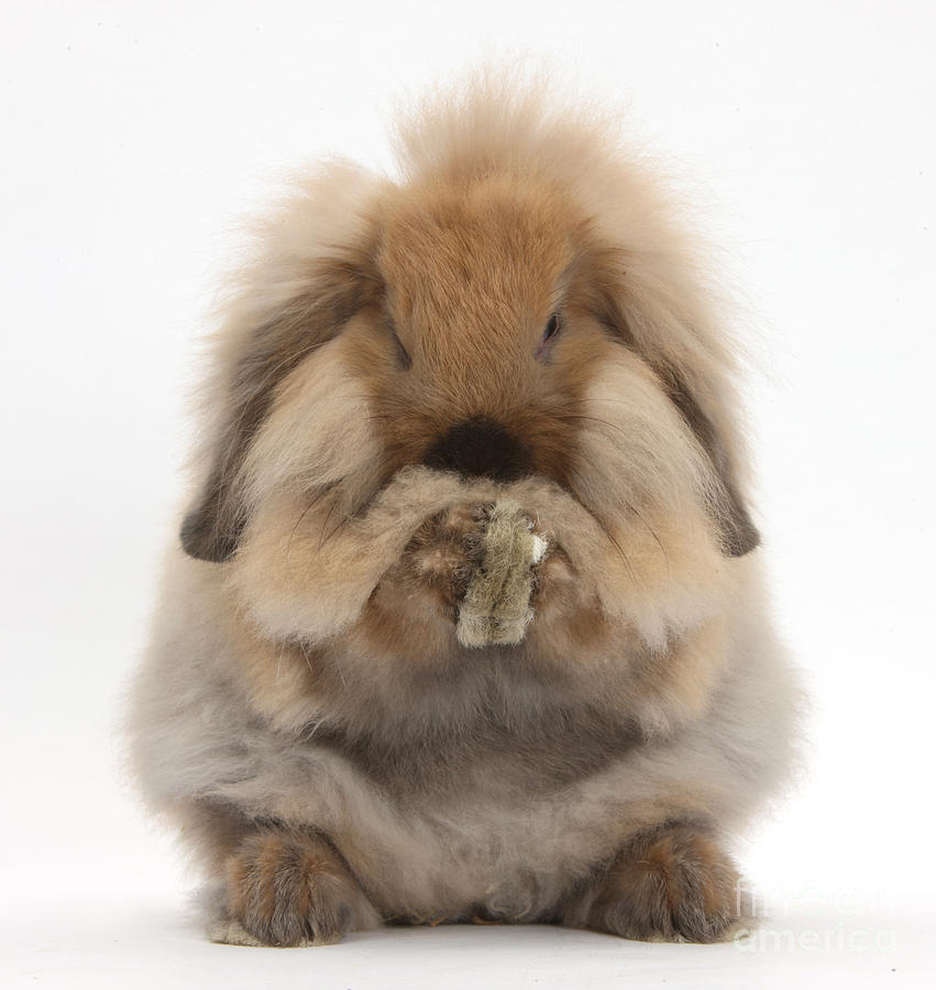 What Is A Miniature Blue Point Lion Lop Rabbit? HubPages | atelier-yuwa ...