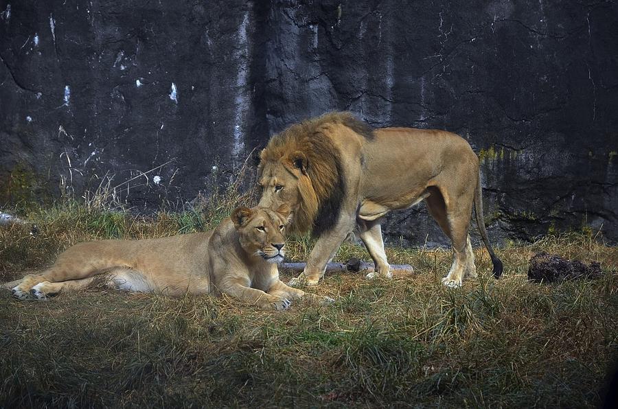 Lion Photograph - Lions 1 by Robert Evans