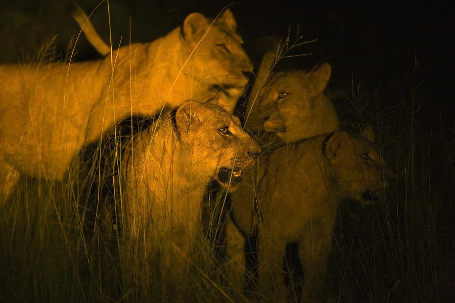 are lions nocturnal are lions nocturnal