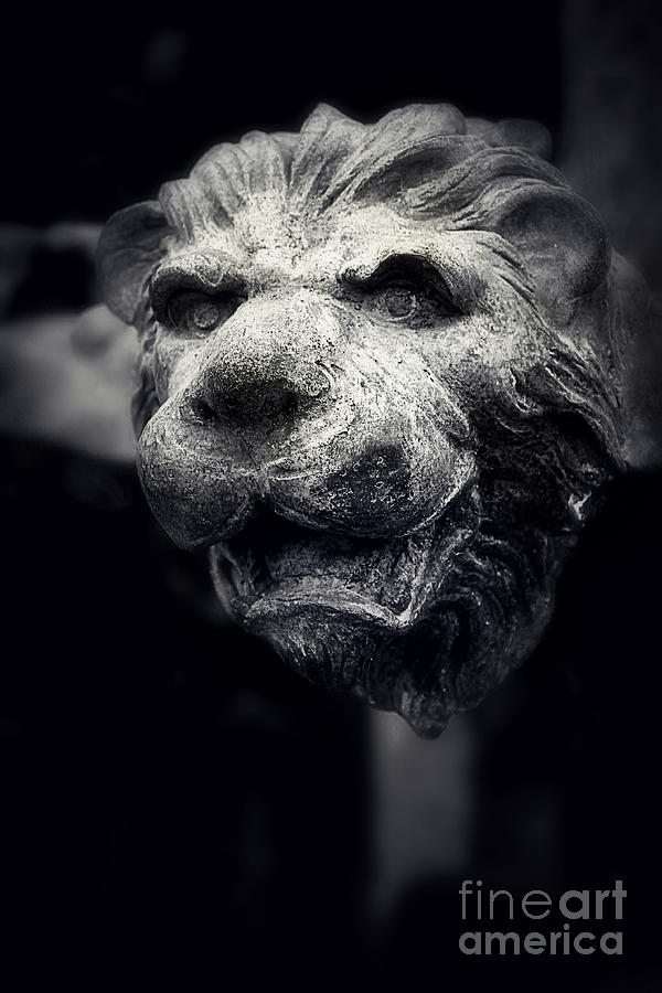 Lion Photograph - Lions head 2 by Perry Webster