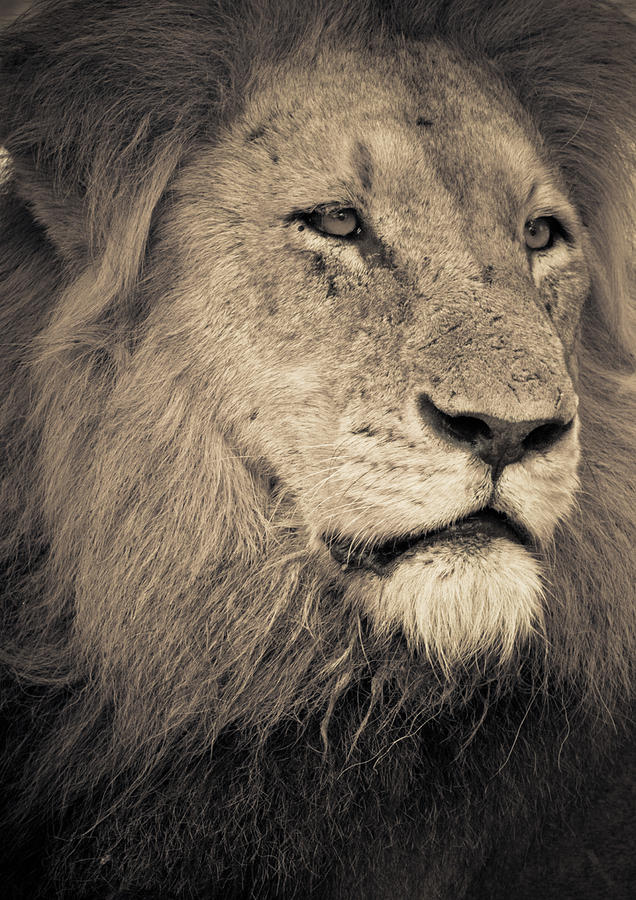 lions-head-lisa-eryn.jpg (636×900) discovered by Grace
