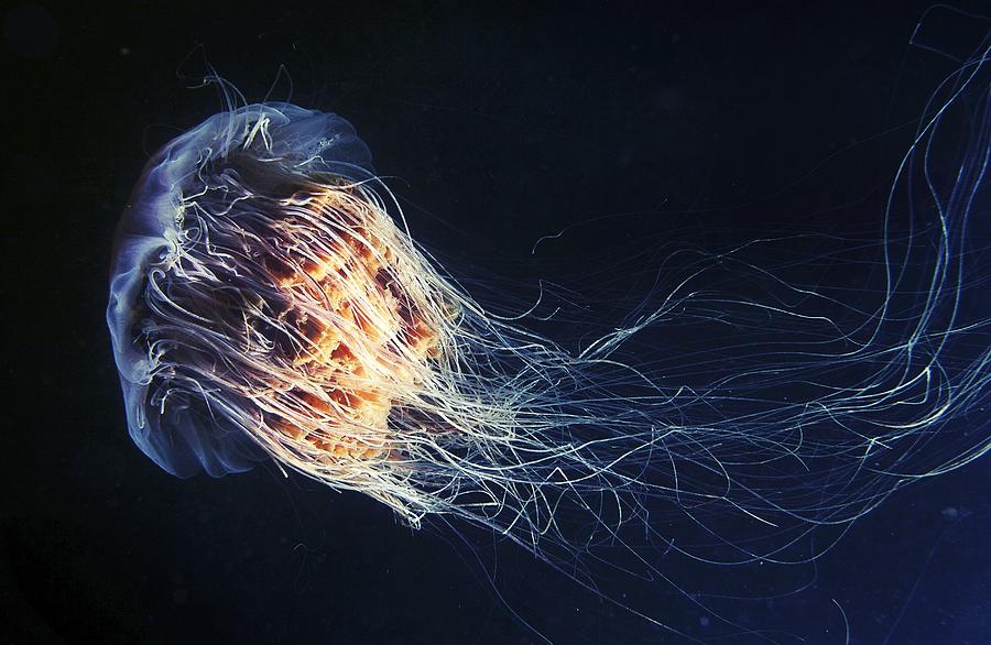 Lion's Mane Jellyfish Photograph by Alexander Semenov - Pixels