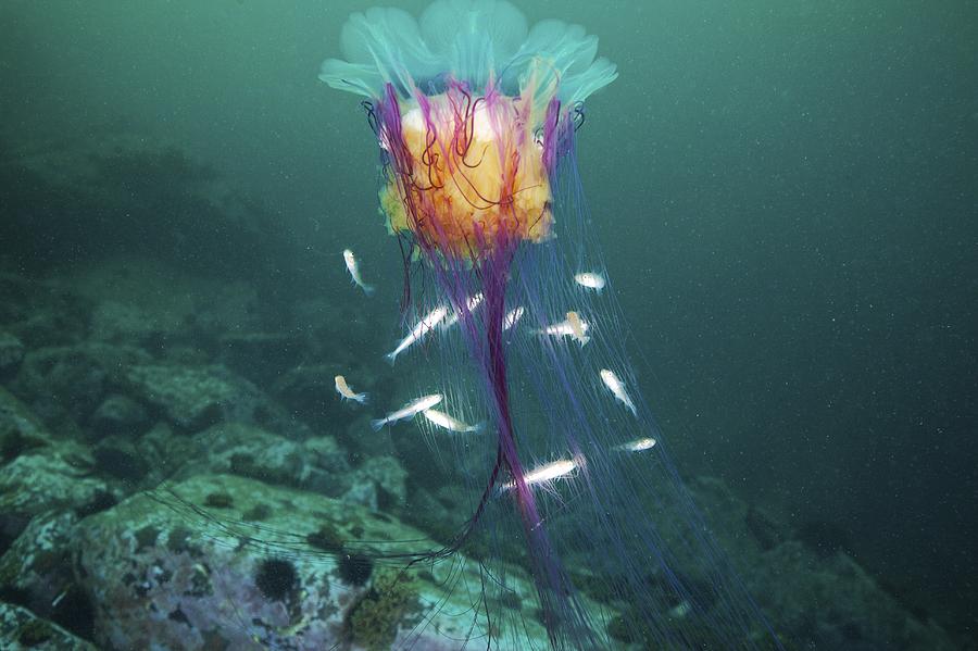 Fish Photograph - Lions Mane Jellyfish And Navaga Fish by Alexander Semenov