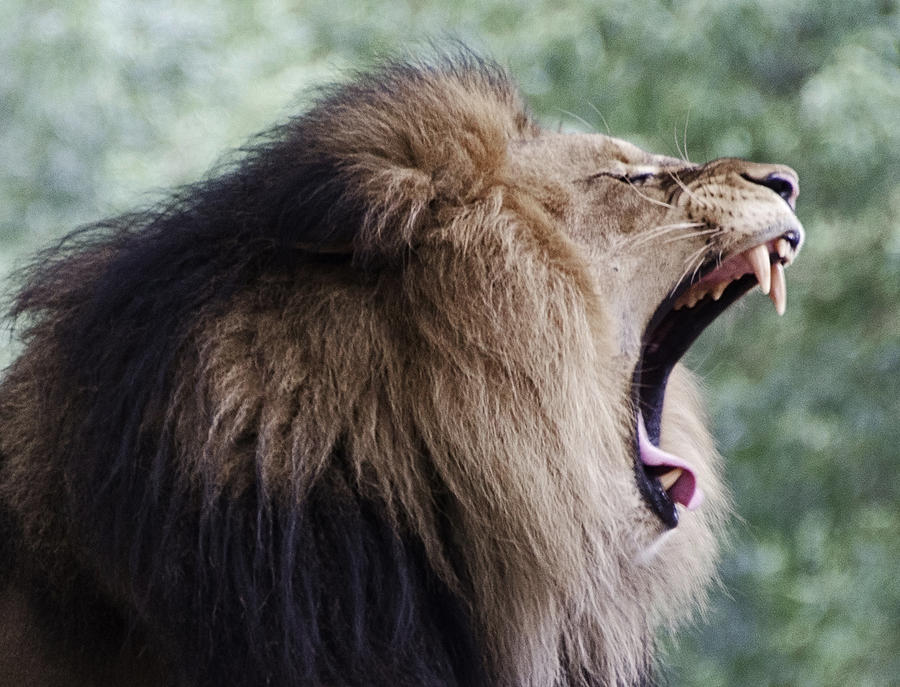 Lions Roar Photograph by Brendan Reals