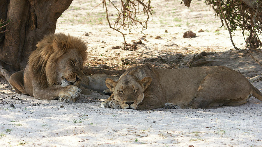 Lions sleep Photograph by Mareko Marciniak