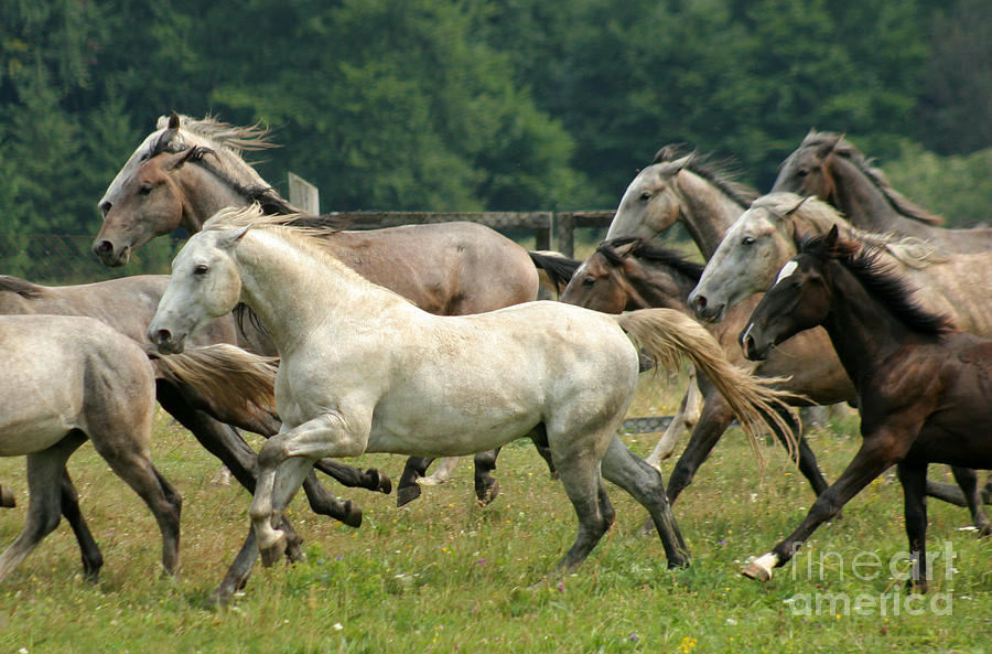 Lipizzan Horses Photograph by Ang El