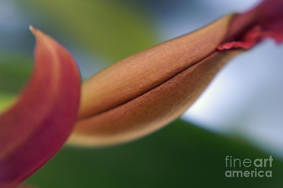 Flower Photograph - Lips by Virginia Furness