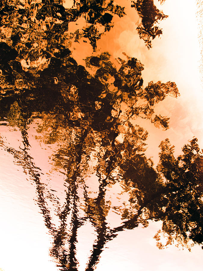 Liquid Tree Photograph by Hakon Soreide