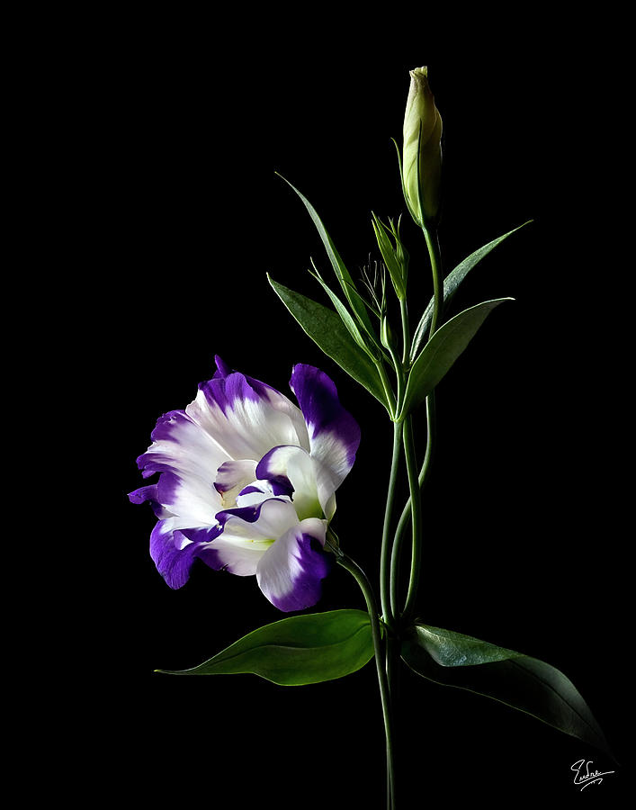 Lisianthus Photograph by Endre Balogh