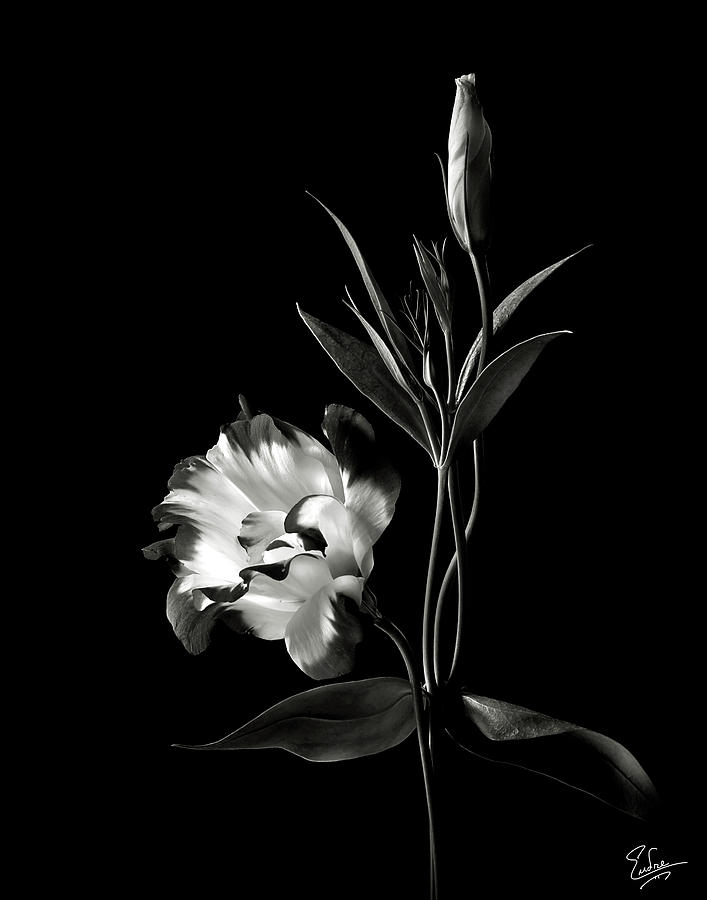 Lisianthus in Black and White Photograph by Endre Balogh