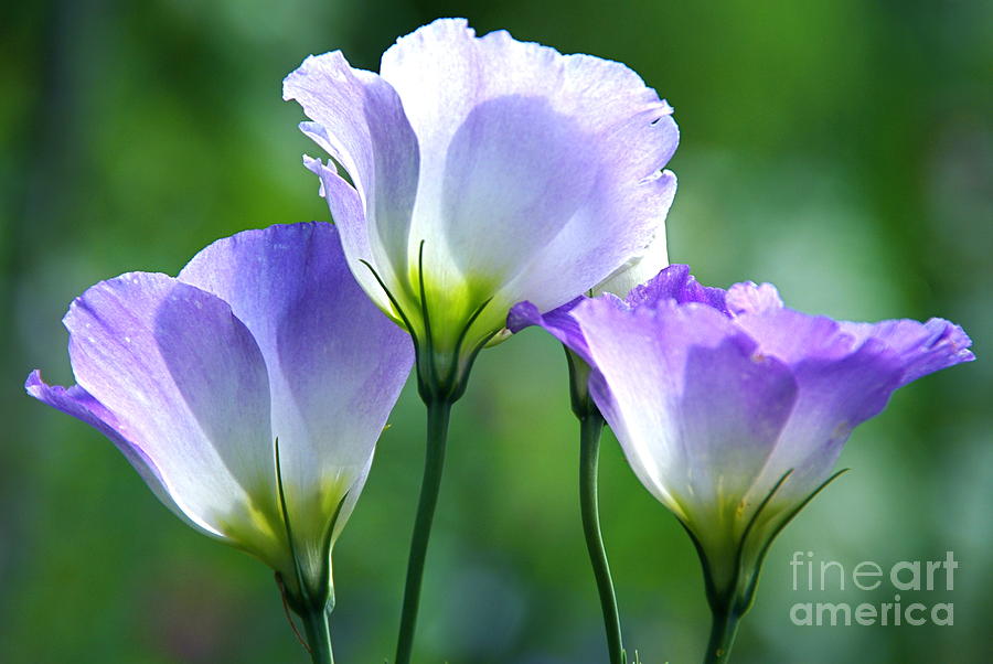 Lisianthus number 5 Photograph by Byron Varvarigos