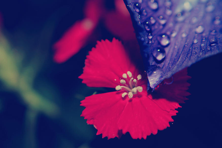 Flower Photograph - Listenin to the Rain by Laurie Search