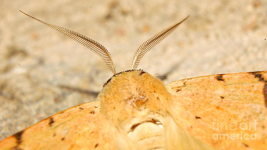 Listening Moth Photograph by Mareko Marciniak