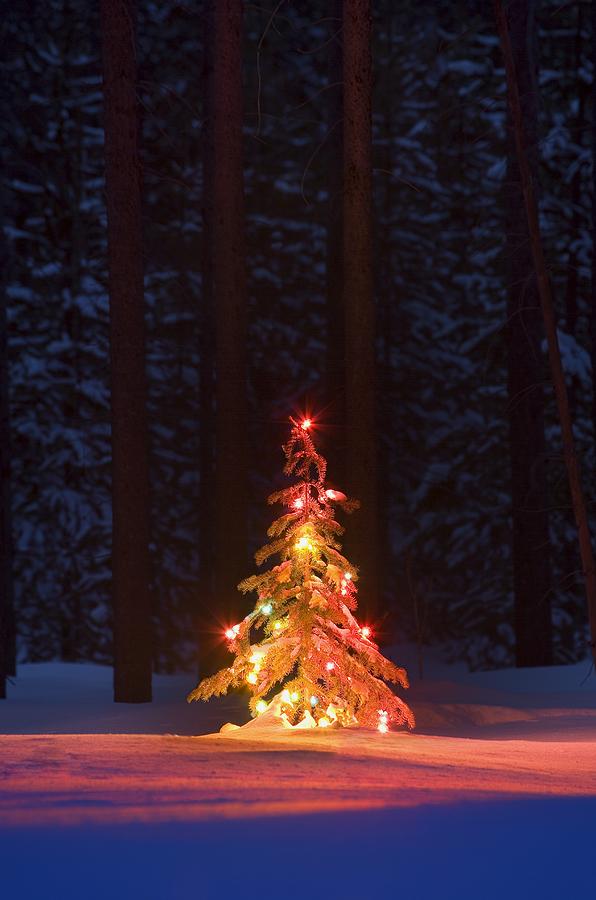 Christmas Photograph - Lit Christmas Tree In A Forest by Carson Ganci