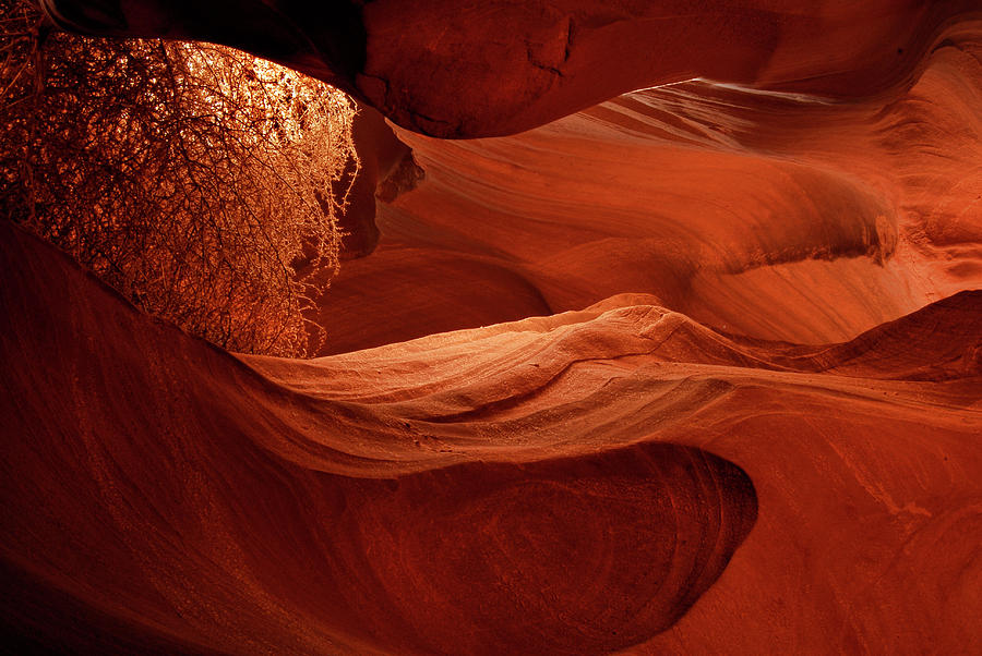 Lit Tumbleweed In A Slot Canyon Photograph by Dave Mills
