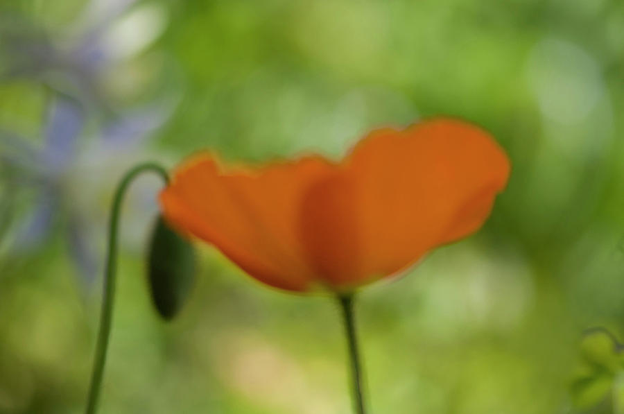 Little abstract poppie Photograph by Carolyn DAlessandro